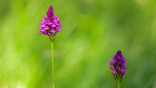 Beautiful flowers in a small glade in the forest — Stock Video