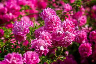 Pembe Bonica 'Meidomonac', gülgiller gül
