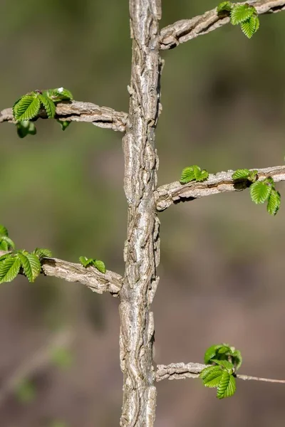 European Field Elm, bark, rind — Stock Photo, Image