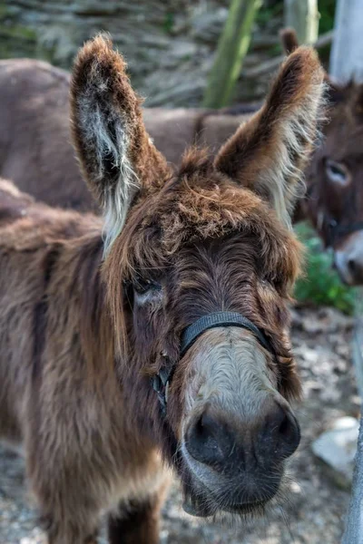 Oslí portrét na farmě — Stock fotografie