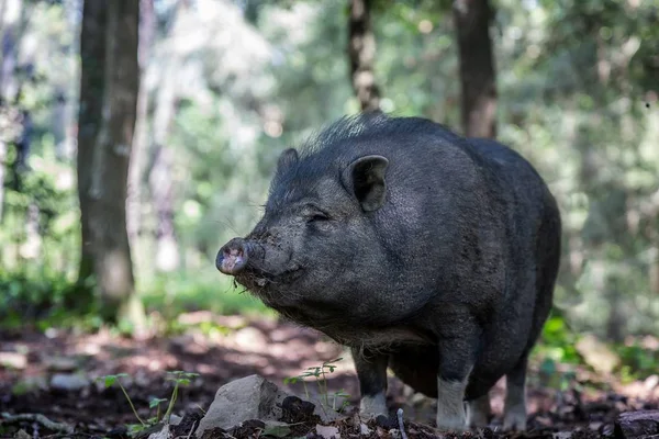 Вьетнамский портрет пузатой свиньи — стоковое фото