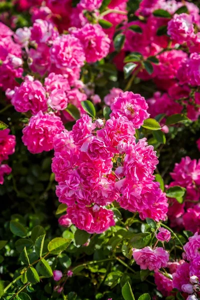 Rose różowy Bonica 'Meidomonac', Rosaceae — Zdjęcie stockowe