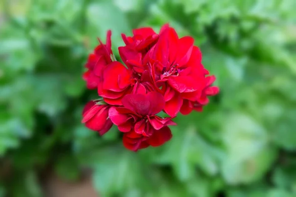 ゼラニウム、ゼラニウム (テンジクアオイ zonale ハイブリッド)。赤の開花植物 — ストック写真