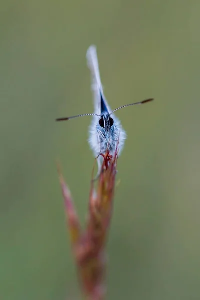 Egy szép pillangó (közös kék, Polyommatus icarus közelről) — Stock Fotó