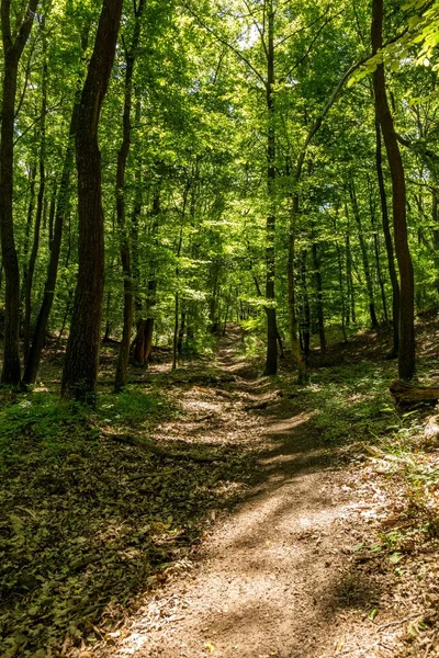 Bosque verde con robles a la luz del sol — Foto de Stock