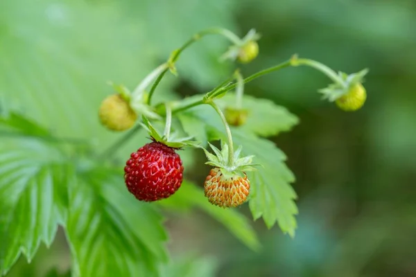 Close up of wild forest strawberries — Stock Photo, Image