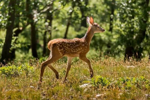 Young fawn on the forest — Stock Photo, Image