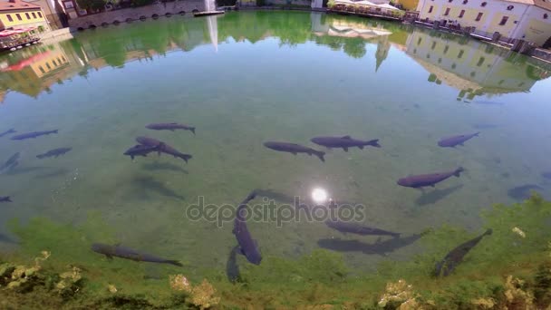 Lago e peixes grandes (carpa de grama) em uma pequena cidade Tapolca (Hungria ) — Vídeo de Stock