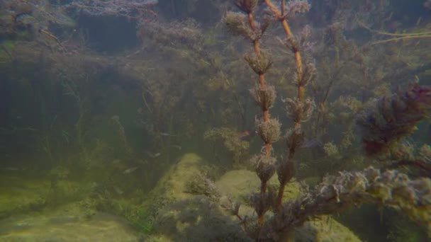 헝가리에 호수 Balaton에 워터 월드 — 비디오