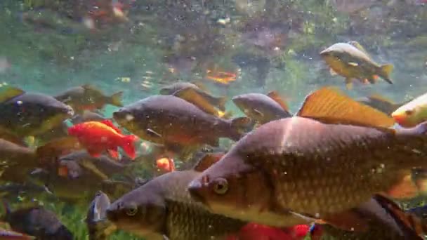 Muitos peixes na água doce — Vídeo de Stock