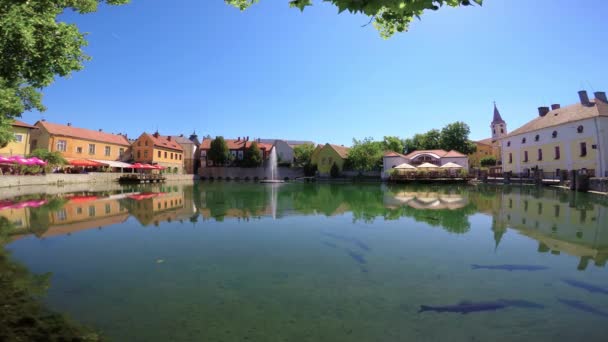 Озеро и большие рыбы (травяной карп) в маленьком городке Тапольца (Венгрия) ) — стоковое видео