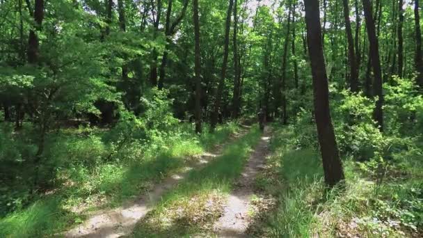 Caminho de terra de passeio turístico através de uma floresta verde — Vídeo de Stock