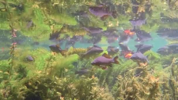 Багато риб у прісній воді — стокове відео