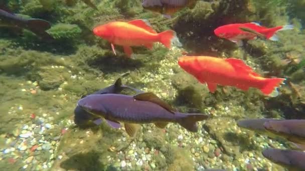 Muitos peixes na água doce — Vídeo de Stock
