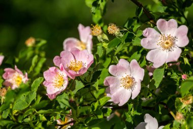 Güzel açan yaban gülü çalısı (köpek gülü, Rosa canina))
