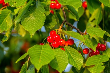 Kırmızı Kiraz ağacına