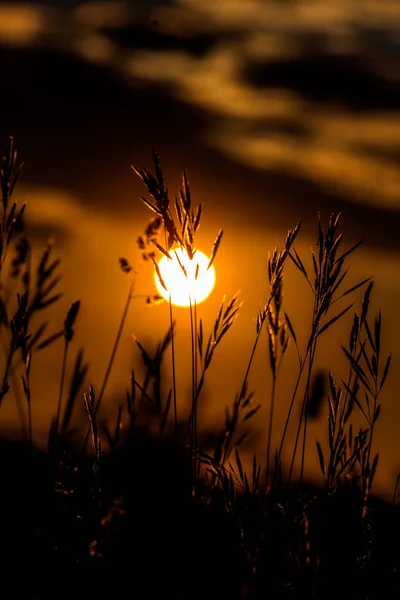 Paisagem de grama na maravilhosa luz do pôr do sol — Fotografia de Stock