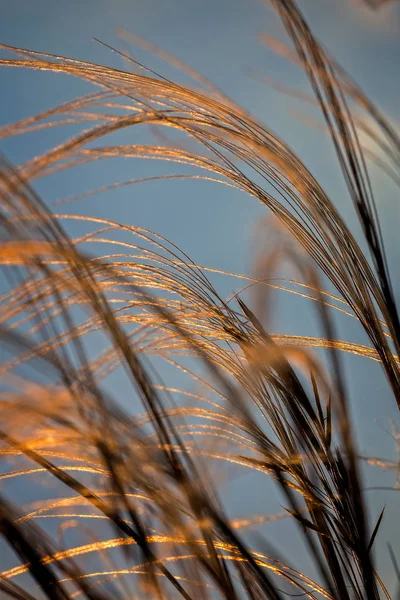 Крупним планом рослина stipa в чудовому світлі заходу сонця — стокове фото