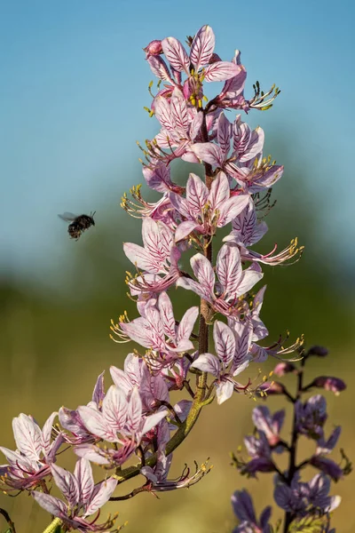 Hermosas flores en primavera (Dictamnus albus) — Foto de Stock