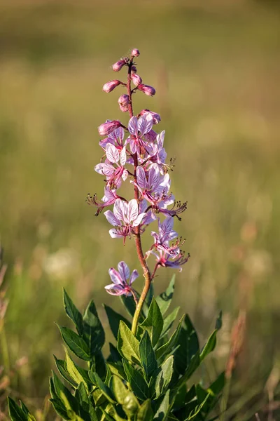 Beautiful flowers in the springtime (Dictamnus albus) — Stock Photo, Image