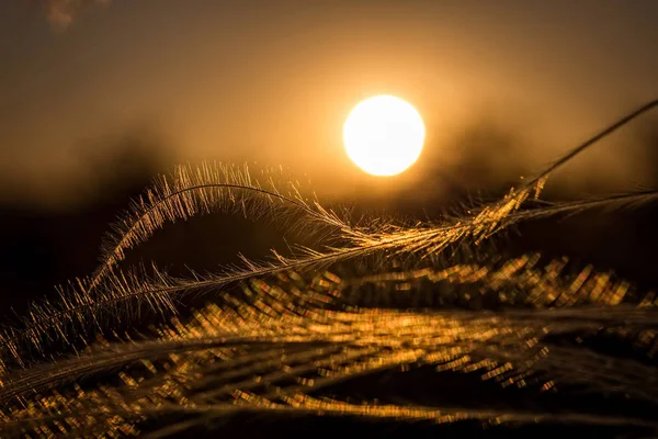 素晴らしい落日のサンドロ ・ コルテセ植物のクローズ アップ — ストック写真