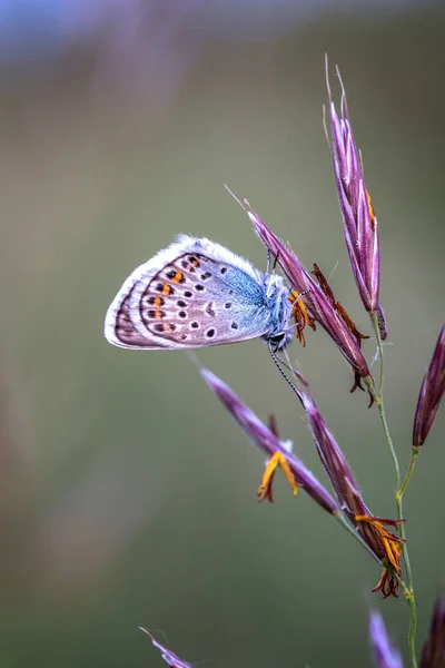 Primer plano de una hermosa mariposa (Common Blue, Polyommatus icaru — Foto de Stock
