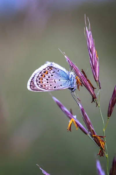 Güzel bir kelebek (mavi ortak, Polyommatus icaru yakın çekim — Stok fotoğraf