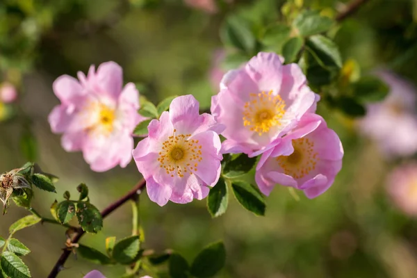 Hermosa flor de rosal silvestre (rosa perro, Rosa canina) —  Fotos de Stock