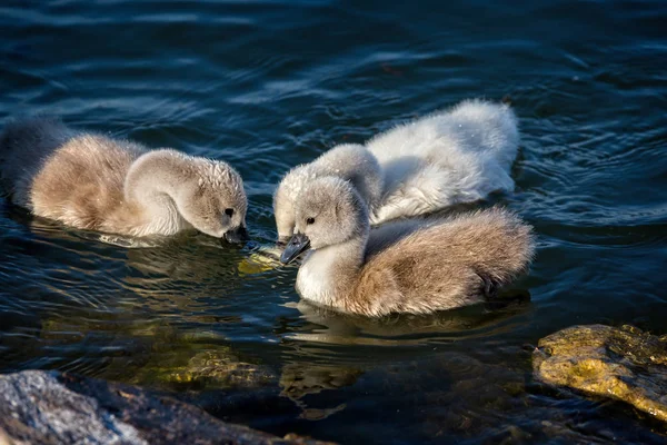 Close up of swan family — Stock Photo, Image