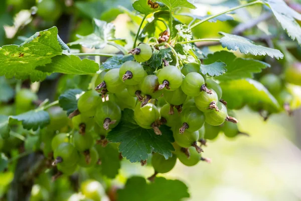 Volwassen kruisbes fruit in de bush — Stockfoto