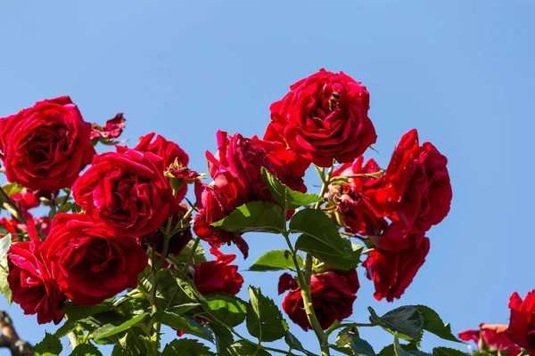 Arbusto vermelho rosa — Fotografia de Stock