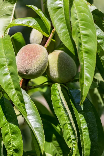 Green peach fruit on the tree — Stock Photo, Image