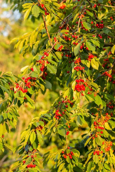 Red cherries in a tree — Stock Photo, Image