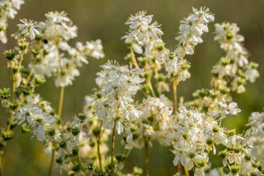 Erkeç sakalı, Filipendula ulmaria, çiçekli bitkiler
