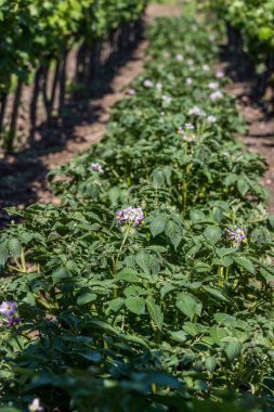 Macaristan'dan üzüm bağları arasında patates bitkiler