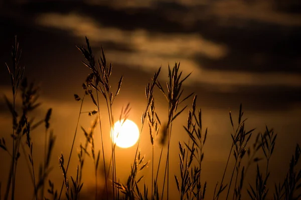 Erba paesaggio nella splendida luce del tramonto — Foto Stock