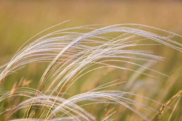 Nahaufnahme der Stipa-Pflanze im wunderbaren Sonnenuntergang — Stockfoto