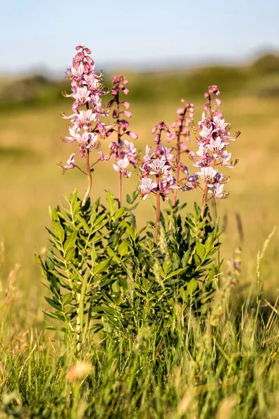 Beautiful flowers in the springtime (Dictamnus albus) — Stock Photo, Image
