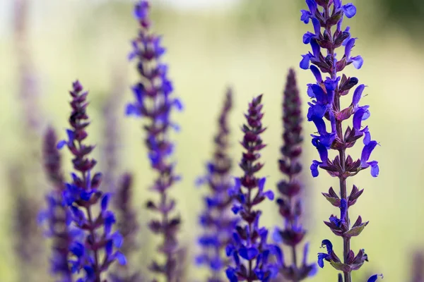 Meadow Sage in the spring — стоковое фото