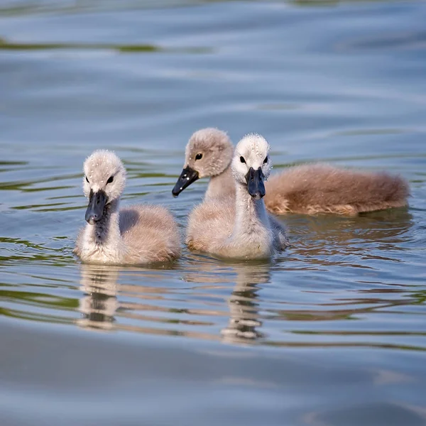 Närbild av unga mute svanar (Cygnus olor) — Stockfoto