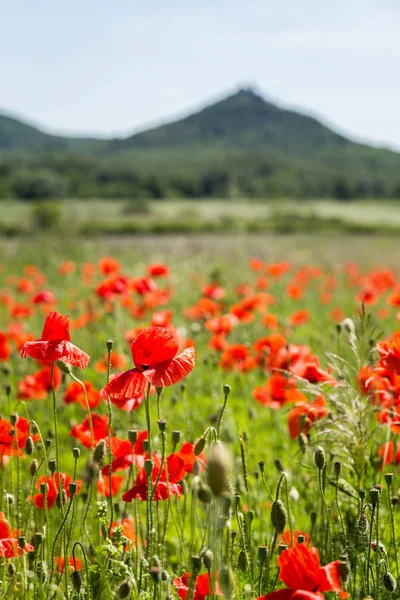 Poppy veld close-up — Stockfoto