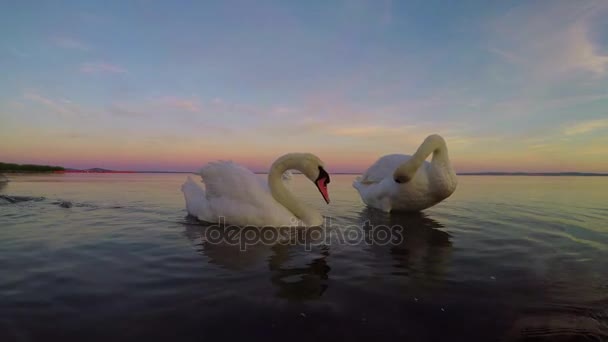 Dwa łabędzie nad jeziorem Balaton na Węgrzech — Wideo stockowe