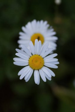 güzel beyaz papatya büyüyen bir yaz bahçede