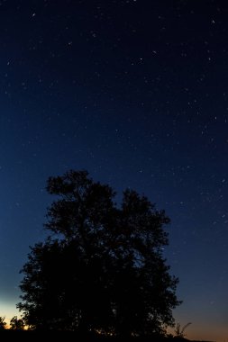 Gece yıldızlı gökyüzü ve bir ağaç