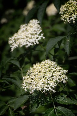 Yaşlı beyaz çiçekleri küme, Sambucus nigra 