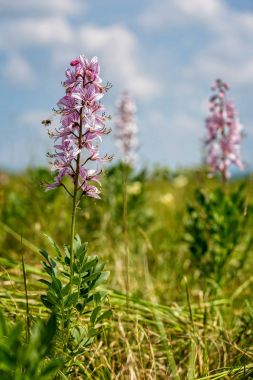 İlkbaharda güzel çiçekler (Dictamnus albusu)