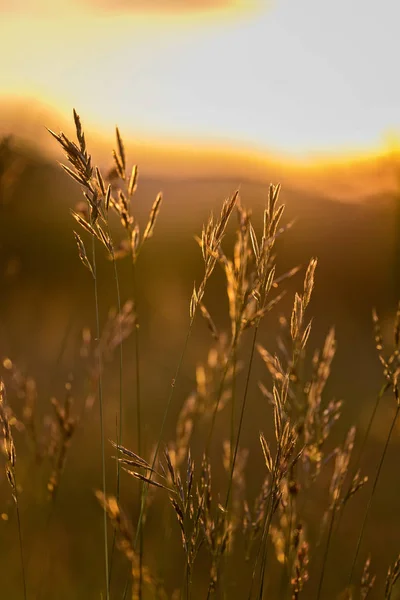 Gras landschap in de prachtige zonsondergang licht — Stockfoto