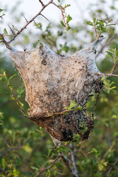 Caterpillar nest (Lymantria dispar) — Stock Photo, Image