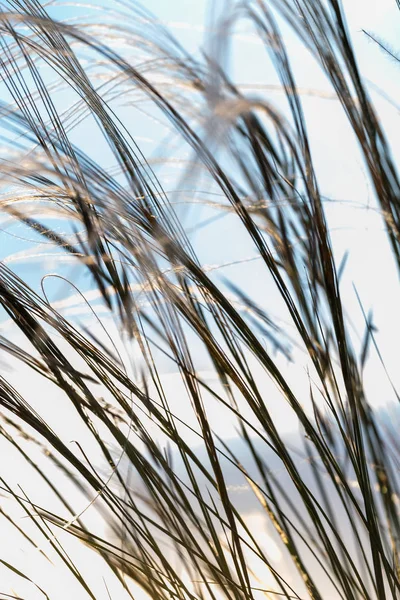 Close up of the stipa plant in the wonderful sunset light — Stock Photo, Image