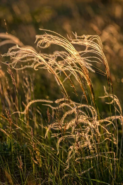 Крупним планом рослина stipa в чудовому світлі заходу сонця — стокове фото